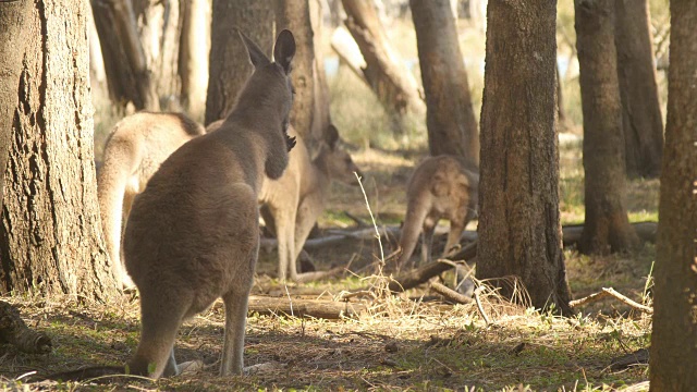 袋鼠沙袋鼠有袋动物澳大利亚