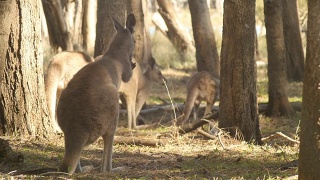 袋鼠沙袋鼠有袋动物澳大利亚视频素材模板下载