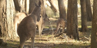 袋鼠沙袋鼠有袋动物澳大利亚