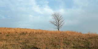 孤独的树在多风的景观