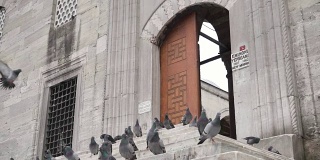 鸽子在伊斯坦布尔的慢动作视频