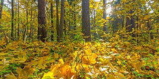 autumn forest and the sun, time-lapse panorama