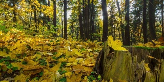 秋天的森林，时光的全景