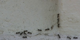 黑蚂蚁在墙上行走