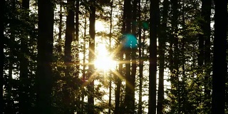 森林中的日落