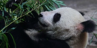 北京奥运熊猫在吃饭时间高清。