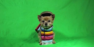 穿着西班牙服装的可爱狗狗