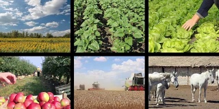 农业-食品生产分屏