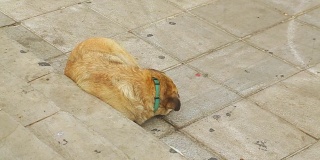 饥饿的混血流浪狗睡在街上。咬伤和疾病危险