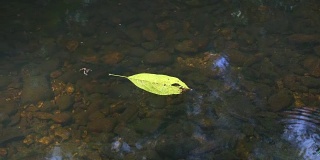 黄绿色叶子漂浮倒影水