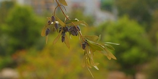 橄榄枝，和平的象征，石油生产，美容业，医药