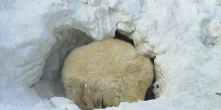 一只白熊从洞穴里爬出来