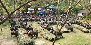 泰国大象节，一群大象在吃水果