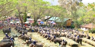 泰国大象节，一群大象在吃水果