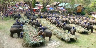 泰国大象节，一群大象在吃水果