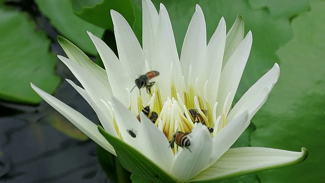 蜜蜂和莲花