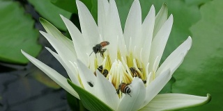 蜜蜂和莲花