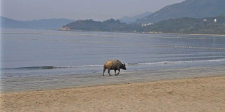 香港大屿山的野生水牛