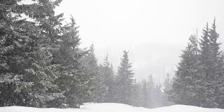 Christmas fir trees in snow winter wild forest snowing