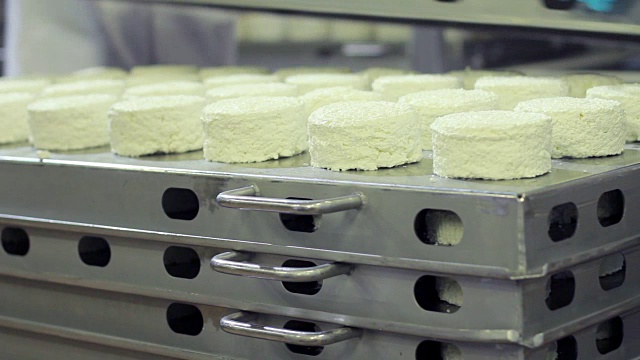 在牛奶工厂，工人将准备好包装的奶酪托盘放在其他托盘上。乳制品。奶酪生产的现代食品工厂。食品行业