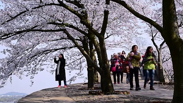 Cherry blossoms bloom in Taihu Lake in Wuxi