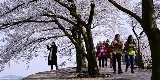 Cherry blossoms bloom in Taihu Lake in Wuxi