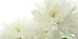 美丽的花束白色菊花在白色的背景。视频模糊不清
