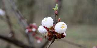 春风吹动的杏树花特写