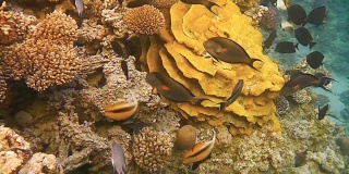 漂浮在礁石周围的鱼群