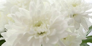 美丽的花束白色菊花在白色的背景。视频模糊不清