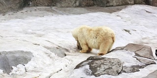 北极熊幼崽奔向熊妈妈