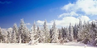 冬季景观与高云杉和雪山