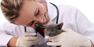 兽医正在检查一只灰色小猫的耳朵
