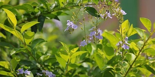 Duranta erecta