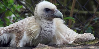 Himalayan Griffon Vulture Close-up