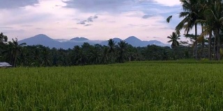 在日落时，吊车通过郁郁葱葱的稻田到达巴厘岛的火山