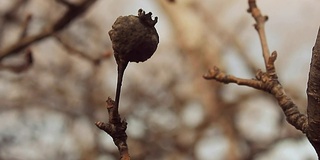 大景观宏枝芽干梨剪影自然