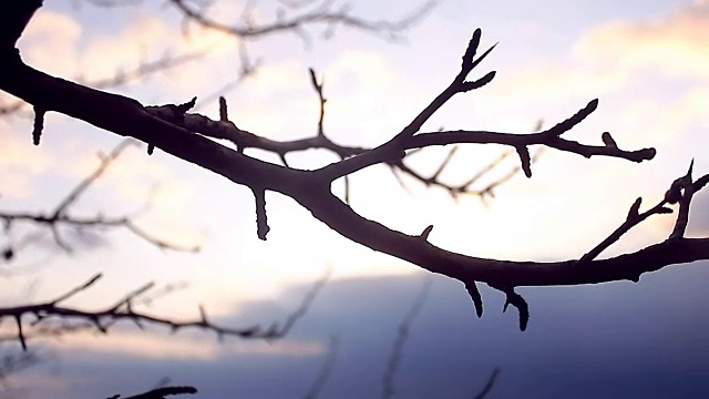 macro large branch bud pear silhouette landscape nature sunset