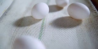 鸡蛋在生产线上移动。特写镜头