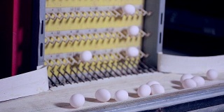 蛋品生产线在家禽养殖场发挥作用
