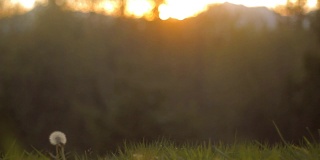 广角拍摄的蒲公英在一个草地在日落
