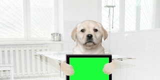一只手持电子平板的拉布拉多小狗