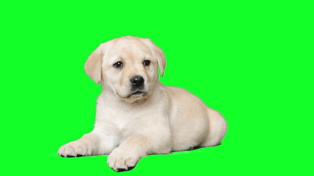 拉布拉多犬躺在绿色屏幕上