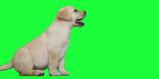 一只拉布拉多犬坐在绿色屏幕上