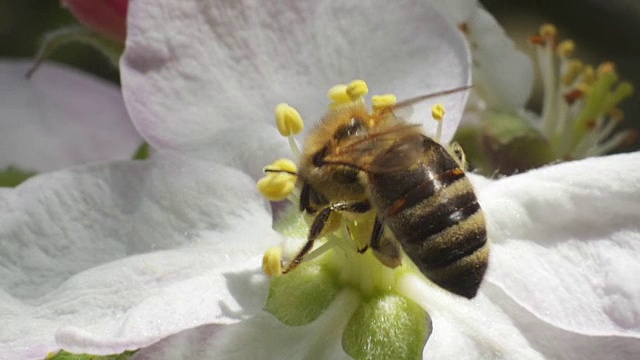 蜜蜂落在花果上