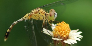 蜻蜓停在花上。