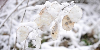 冬天的风景与雪花飘落在美丽的月牙心荚