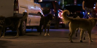晚上有三只流浪狗在街上