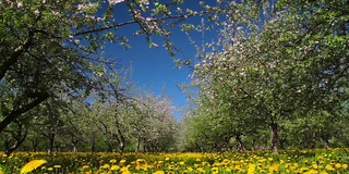 苹果园开花，射击滑块