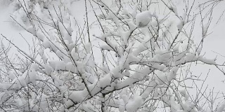 白雪落在樱花枝上